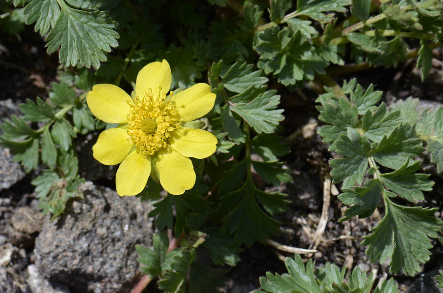 Geum reptans